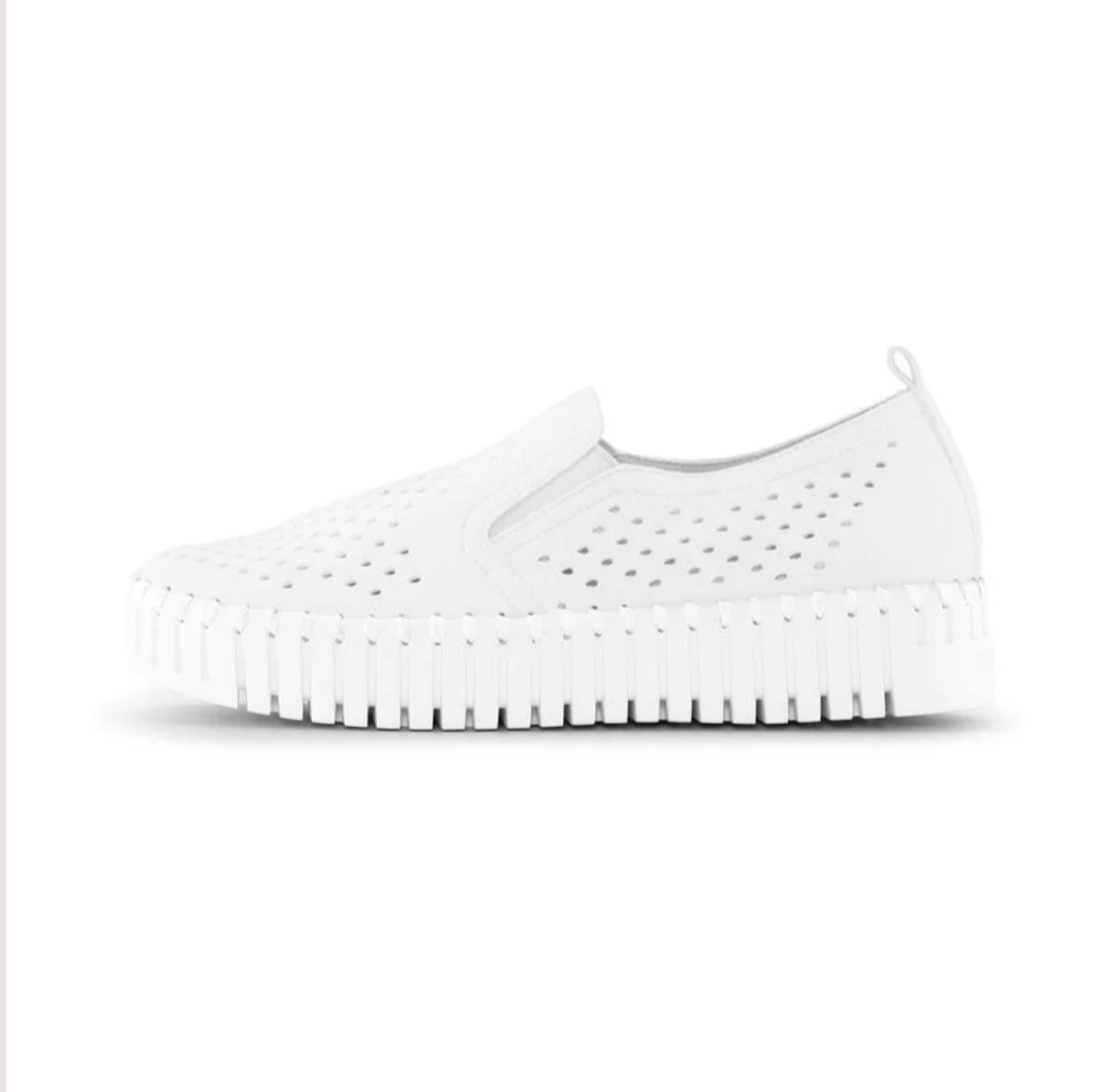 Tulip Platform - White