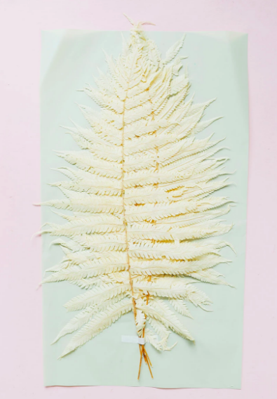 Dried Fern Leaf - Cream