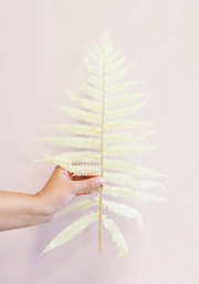 Dried Fern Leaf - Cream